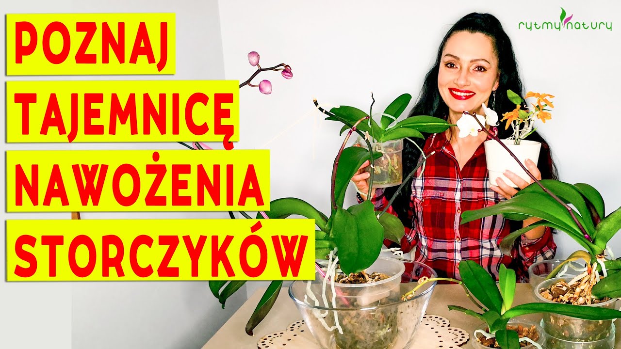 How to Fertilize Orchids &ndash; Discover the Secret of 5 Rules!