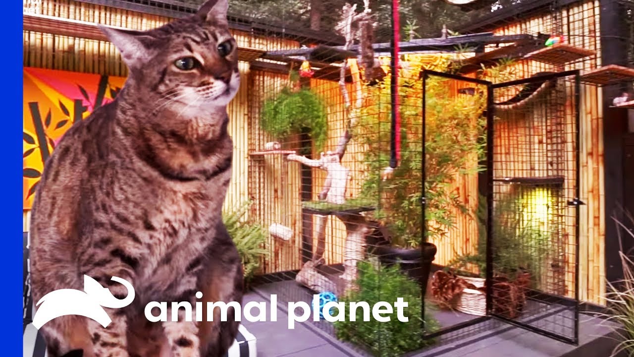 The Purr-fect Kitty Paradise For An Adventurous Savannah Cat | Animal Cribs