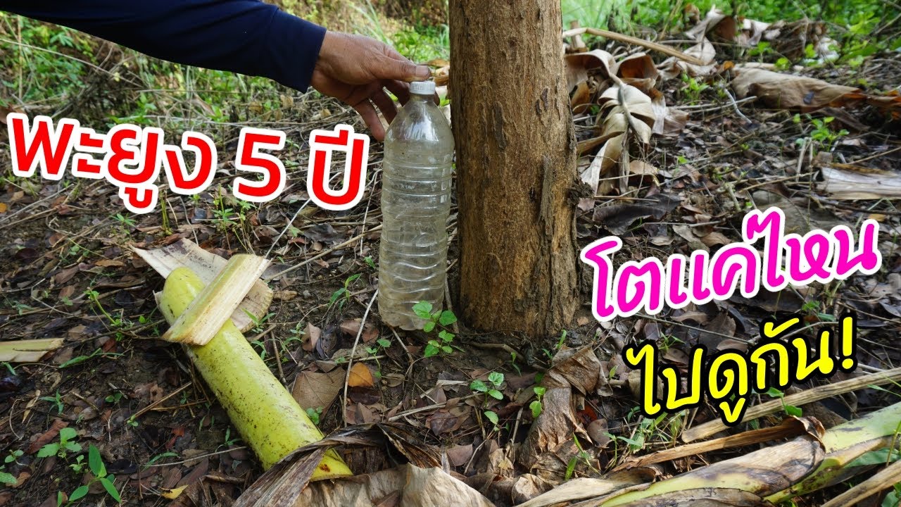 ปลูกไม้พะยูง 5 ปี โตเเค่ไหน ไปดูกัน!