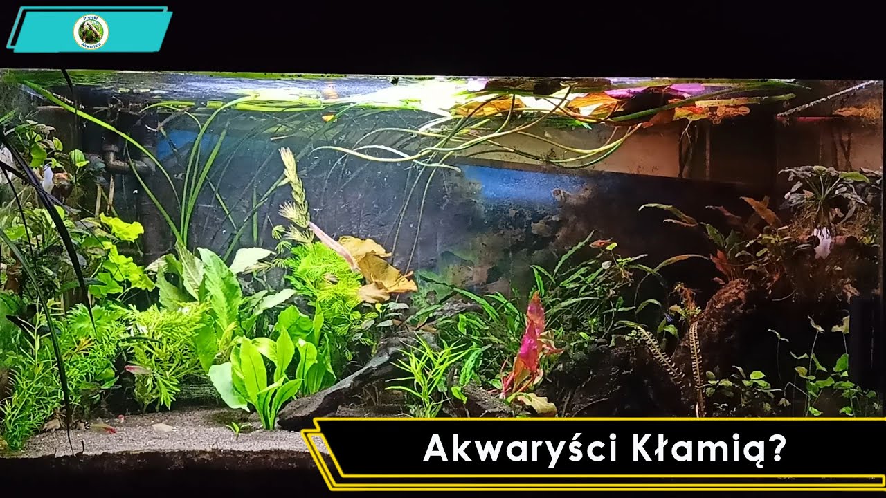 Akwaryści Kłamią?