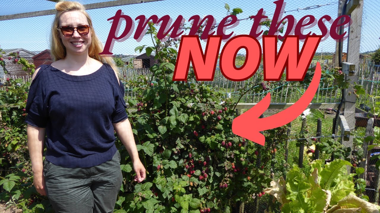 How To Prune Tayberry and Loganberry, Plus Step By Step Growing Advice
