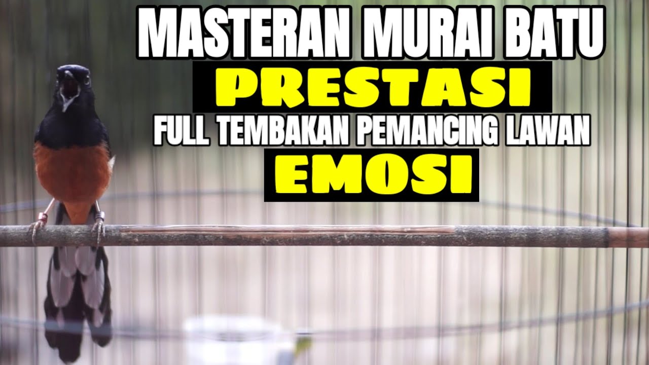 MASTERAN MURAI BATU GACOR FULL ISIAN TEMBAKAN MATERI MEWAH SANGAT AMPUH MEMANCING LAWAN EMOSI