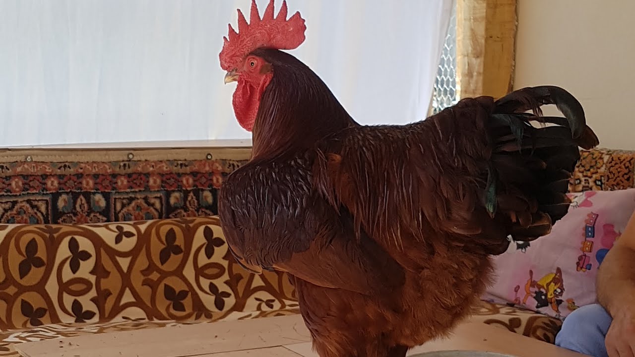 bu tutkudur,bu aşktır,bu sevdadır Rhode island red