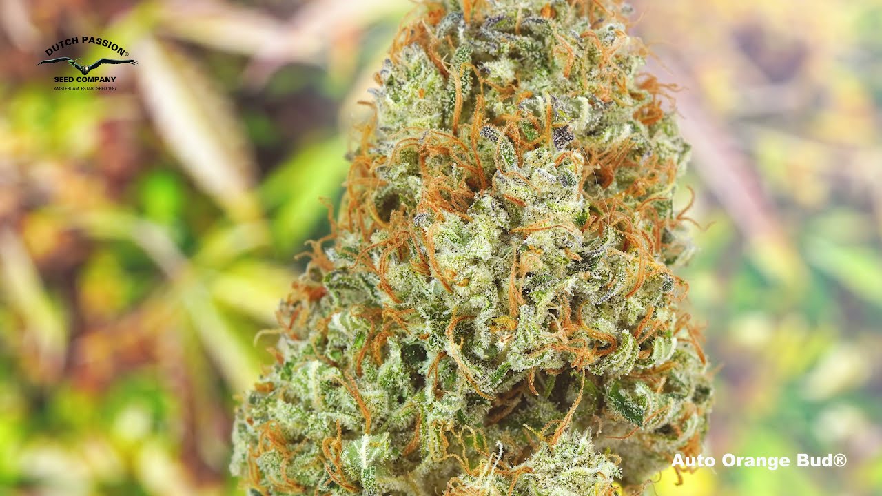 Auto Orange Bud - Spinning Bud Shot