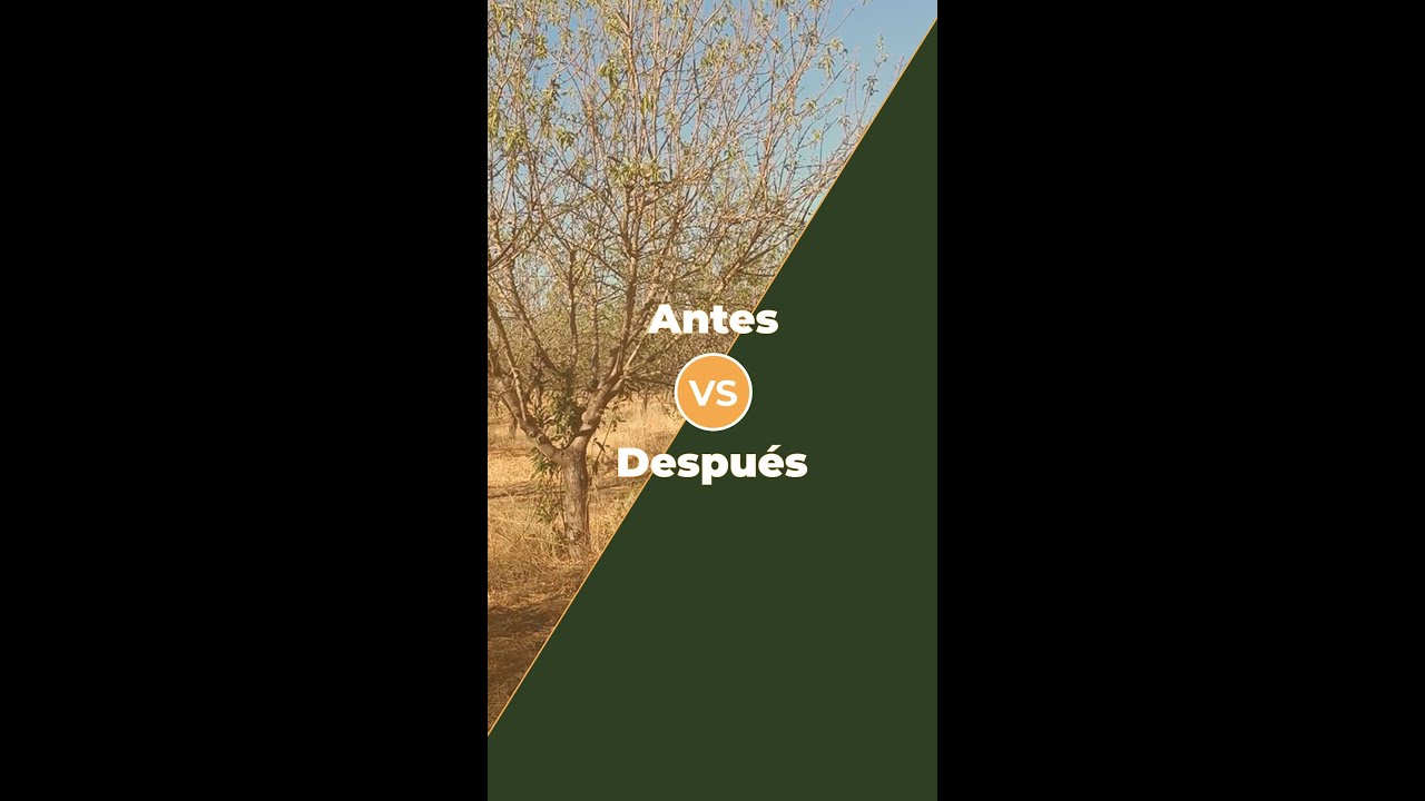 ¿POR QUÉ ESTÁ ASÍ MI FINCA? - ALMENDRO EN ECOLÓGICO