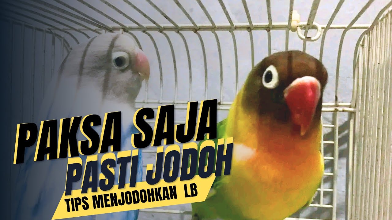 CARA MENJODOHKAN LOVEBIRD DENGAN CEPAT ‼️