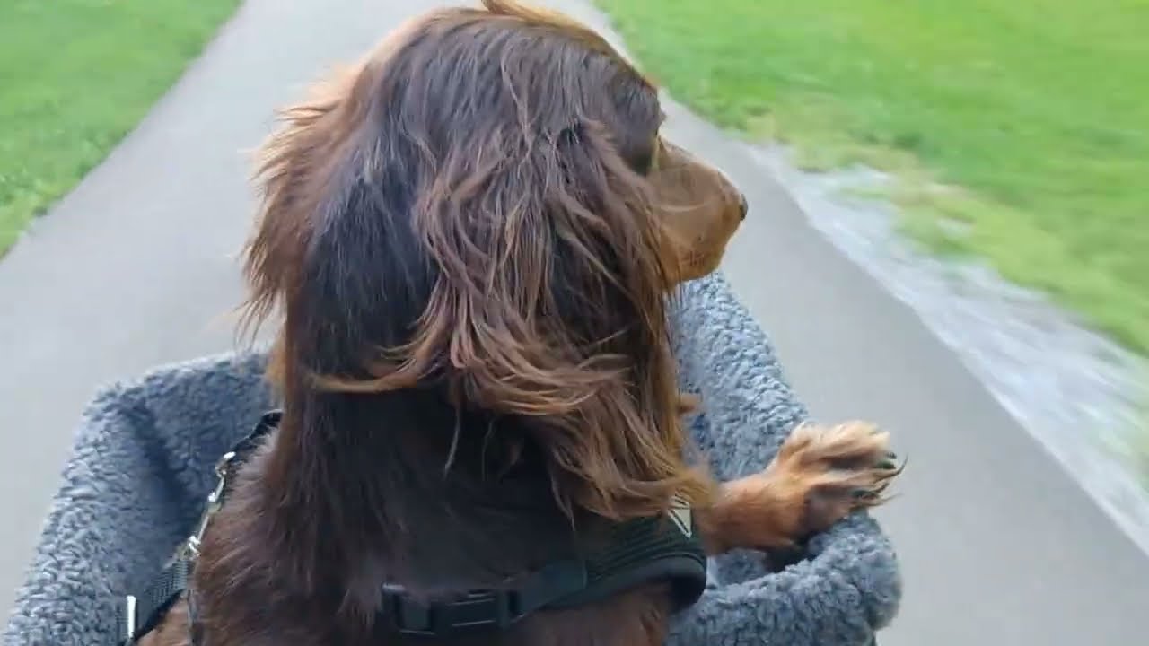 K&H Pet Carrier
