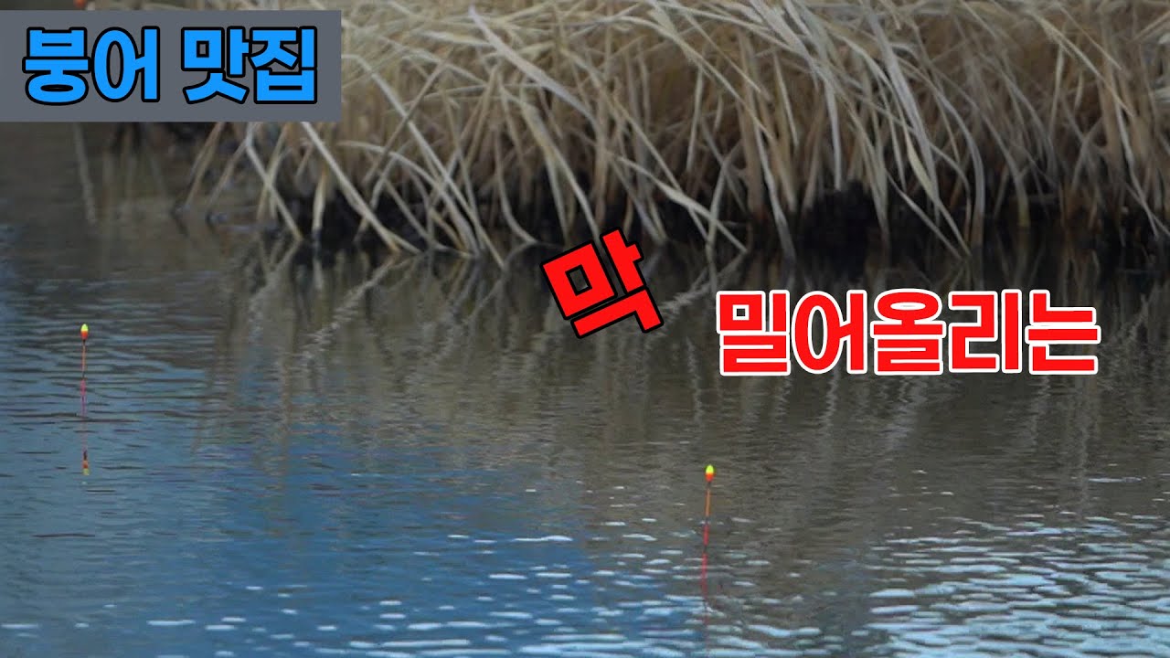막 밀어 올립니다 붕어 힘이 장난 없네