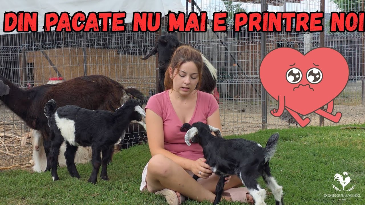 UPDATE-URI DE PRIN FERMA