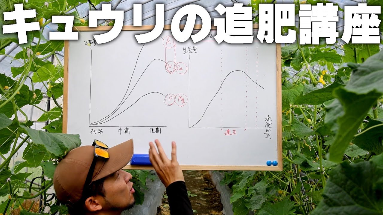 肥料不足の見極めと対策! きゅうり追肥の3つのポイント