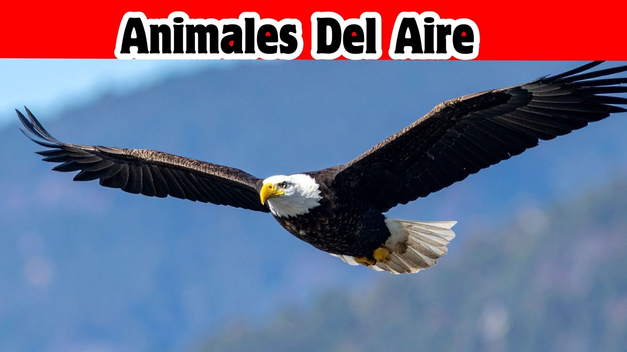 Animales del Aire #videosdeanimales #animalesparaniños #animalestiernos #aves