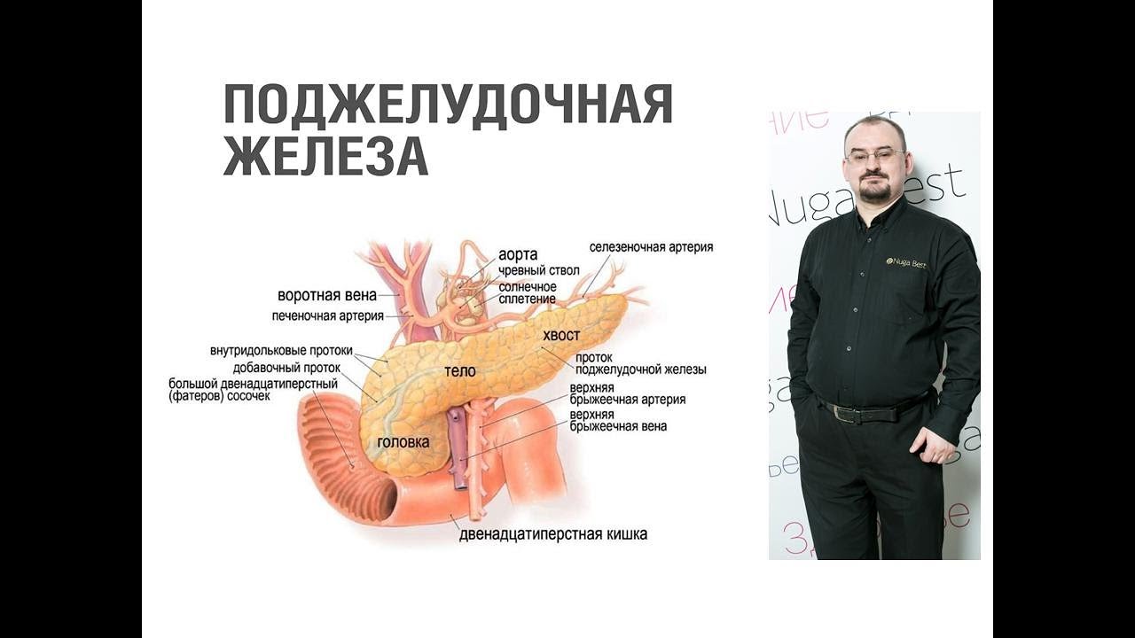 Поджелудочная железа - её строение и функция