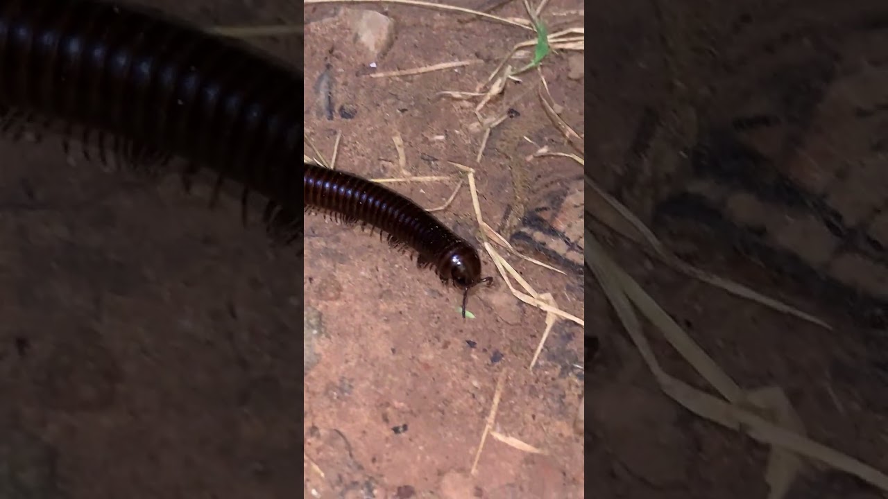 Catching Giant Millipedes  #animals #shorts  #millipedes #centipede #primitiveplus #aquarium #guppy