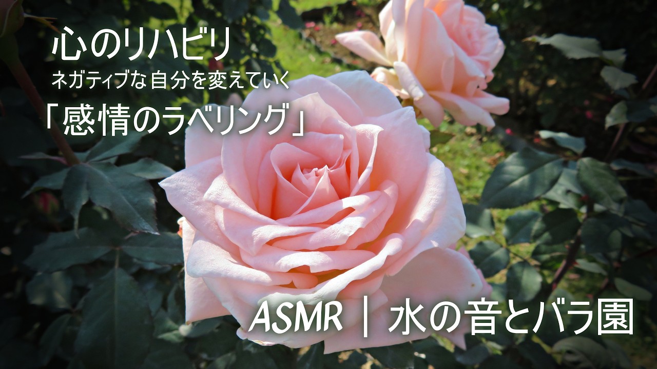 感情のラベリング｜ネガティブな自分を変えていく、神経から整えるセルフケア【コーピングASMR・心のリハビリ・神経可塑性・水の音・バラ園】
