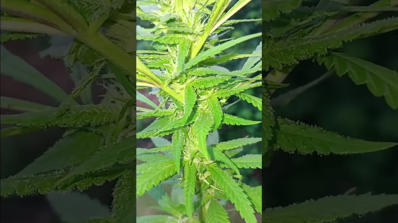 blueberry strain doing extremely well n putting on some fat buds #cannabisdaily#organicweed#ganjar