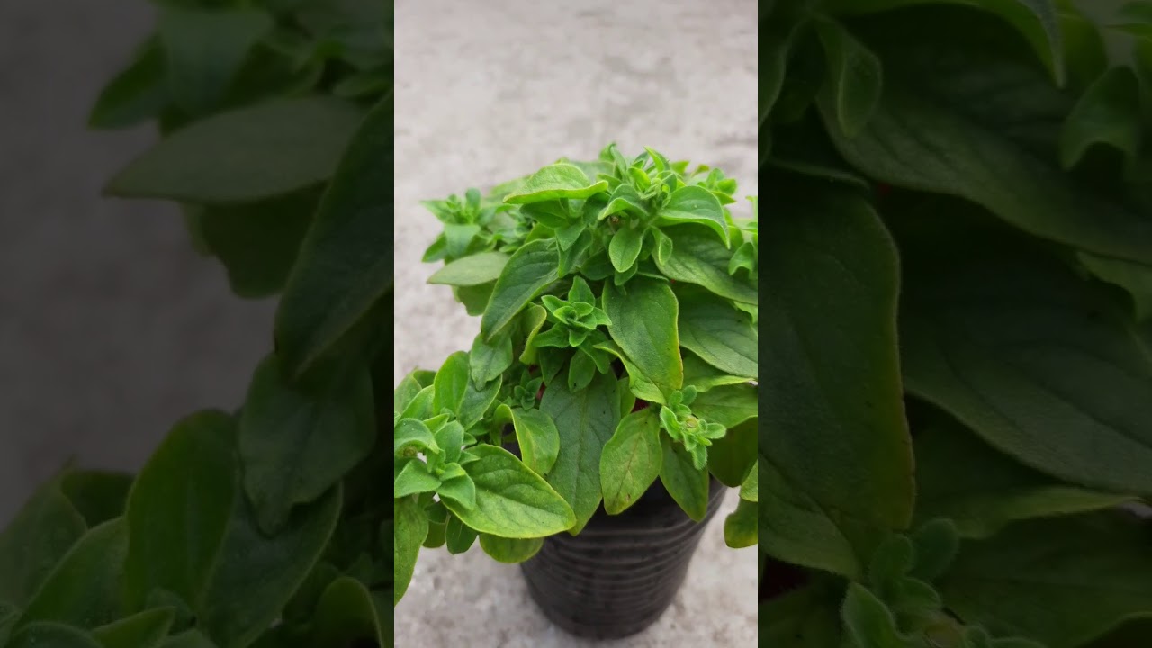 Petunia Growing in Water in Hydroponics! 👌