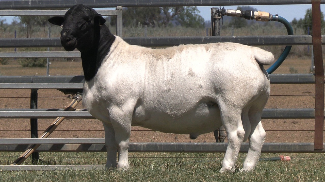 LOT 63 - AMARULA 254806 - CHARLEVILLE SALE TEAM 2026