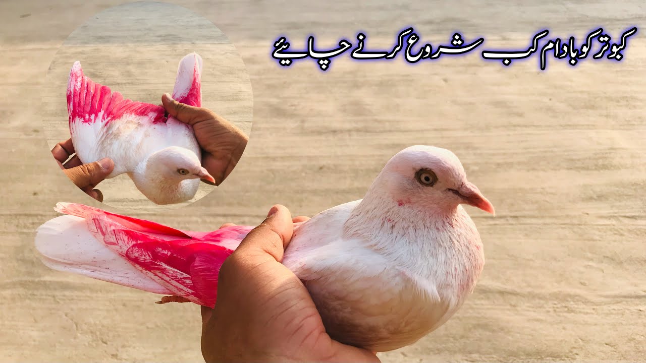 kabutar ko badam dene ka tarika || Afzaal Pigeons