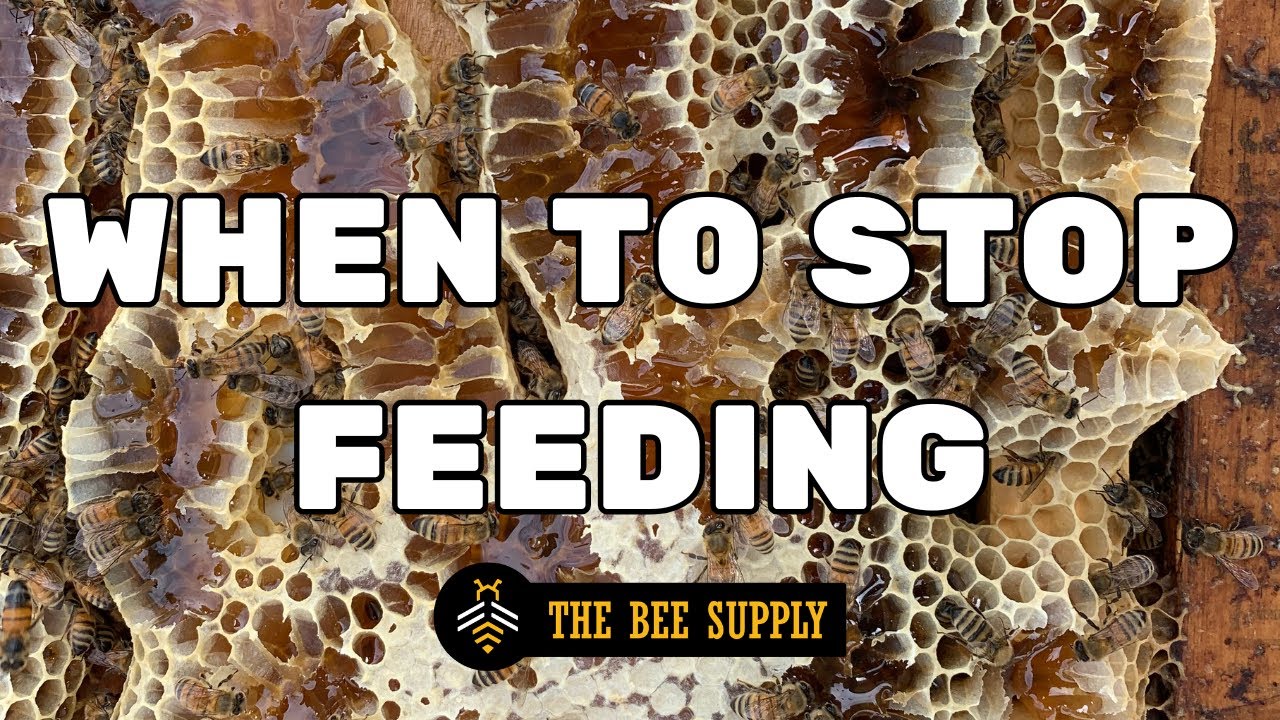 BEEKEEPING: When to STOP Feeding in the Summer
