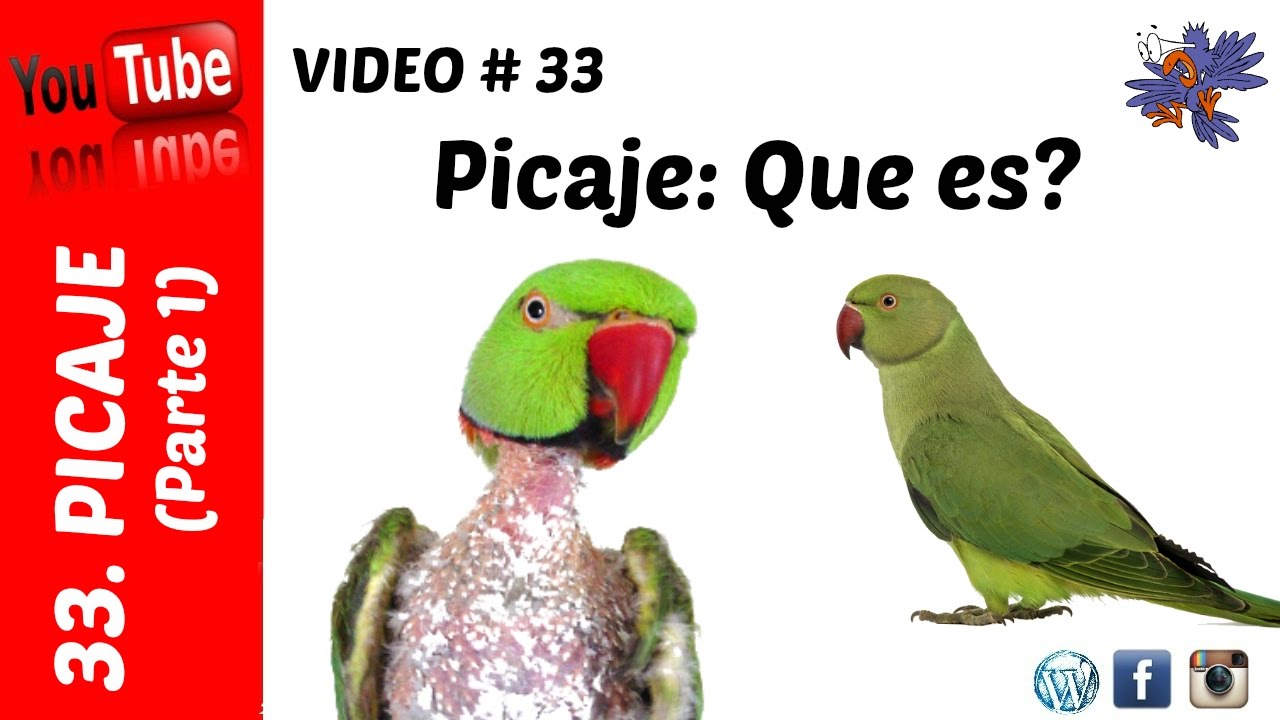 Picaje de loros: Que es? (Parte 1)