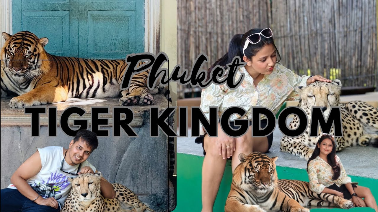 Tiger Kingdom Phuket | Wild experience | Once in a Lifetime Adventure🫶🏻