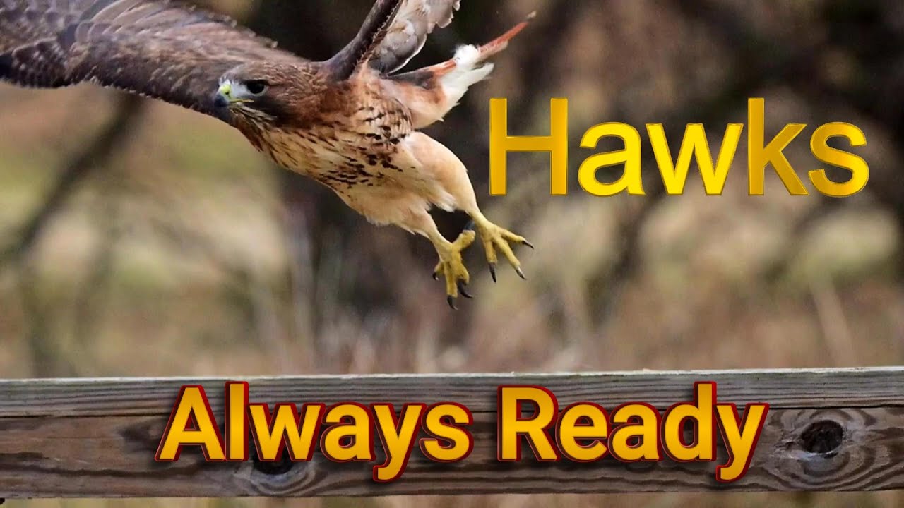 Hawks Always Ready at Shelby Farms- Jeremy Blake Pixelated Autumn Leaves ℗ YouTube Audio Library