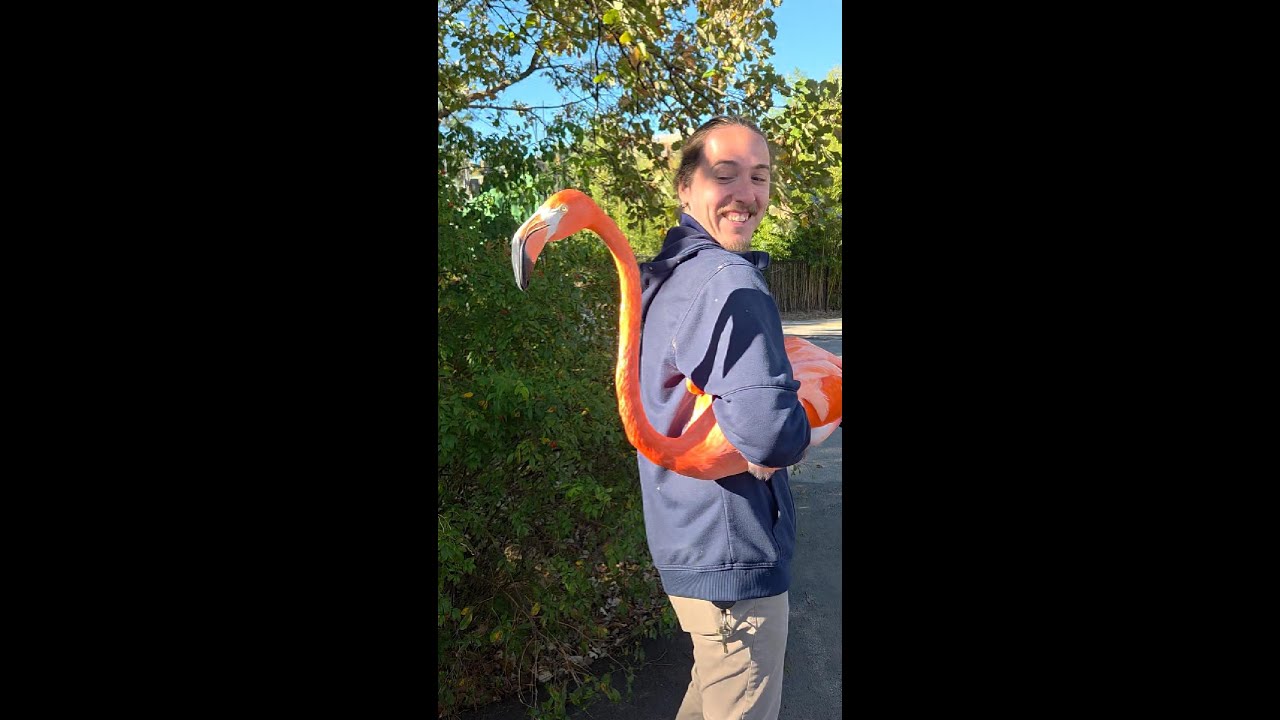 American flamingos move inside for winter at the Saint Louis Zoo