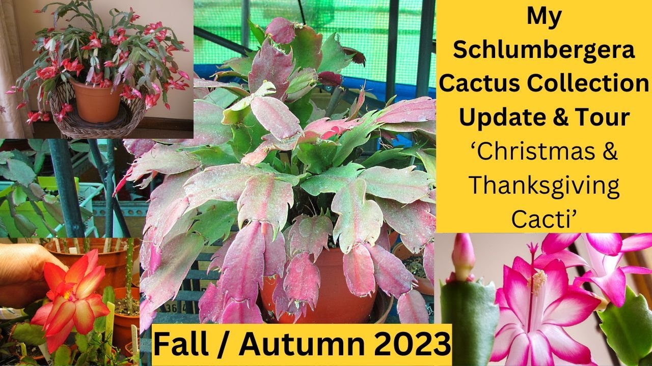 My Schlumbergera Cactus Collection Update & Tour |Thanksgiving and Christmas Cactus' Fall 2023