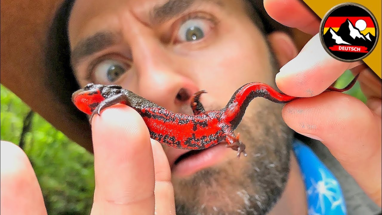 Die GIFTIGSTE AMPHIBIE der Welt! Asiatischer Feuerbauchmolch | Brave Wilderness Deutsch