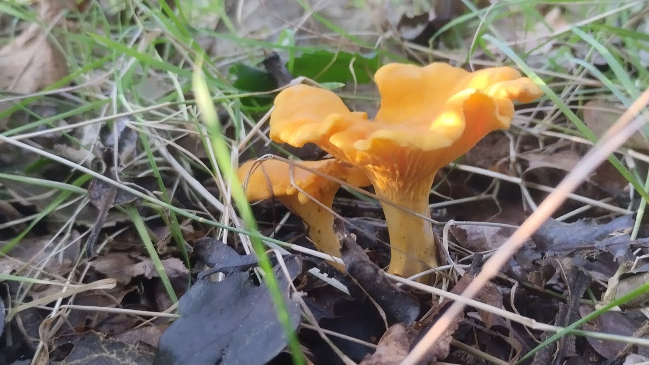 Cantarelas. Noviembre 2024. Cantharellus cibarius y pallens