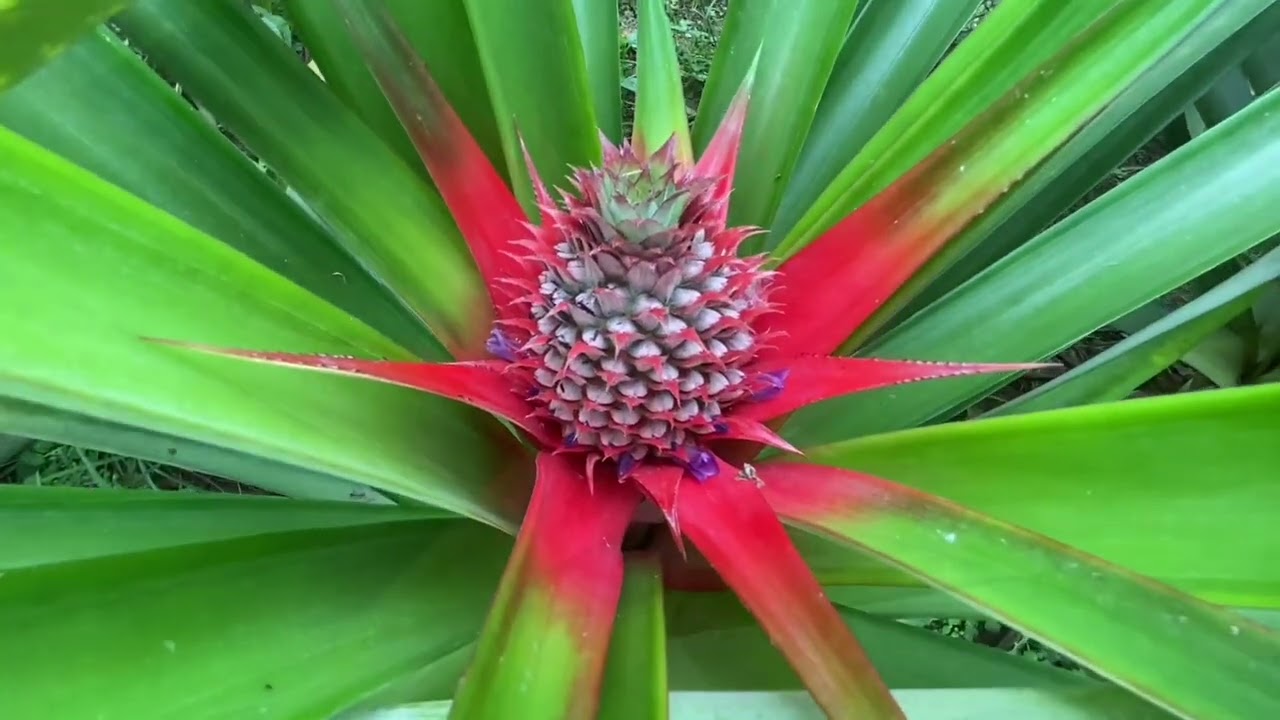 PINYA AT DRAGON FRUIT | Sari saring gulay at prutas sa probinsya