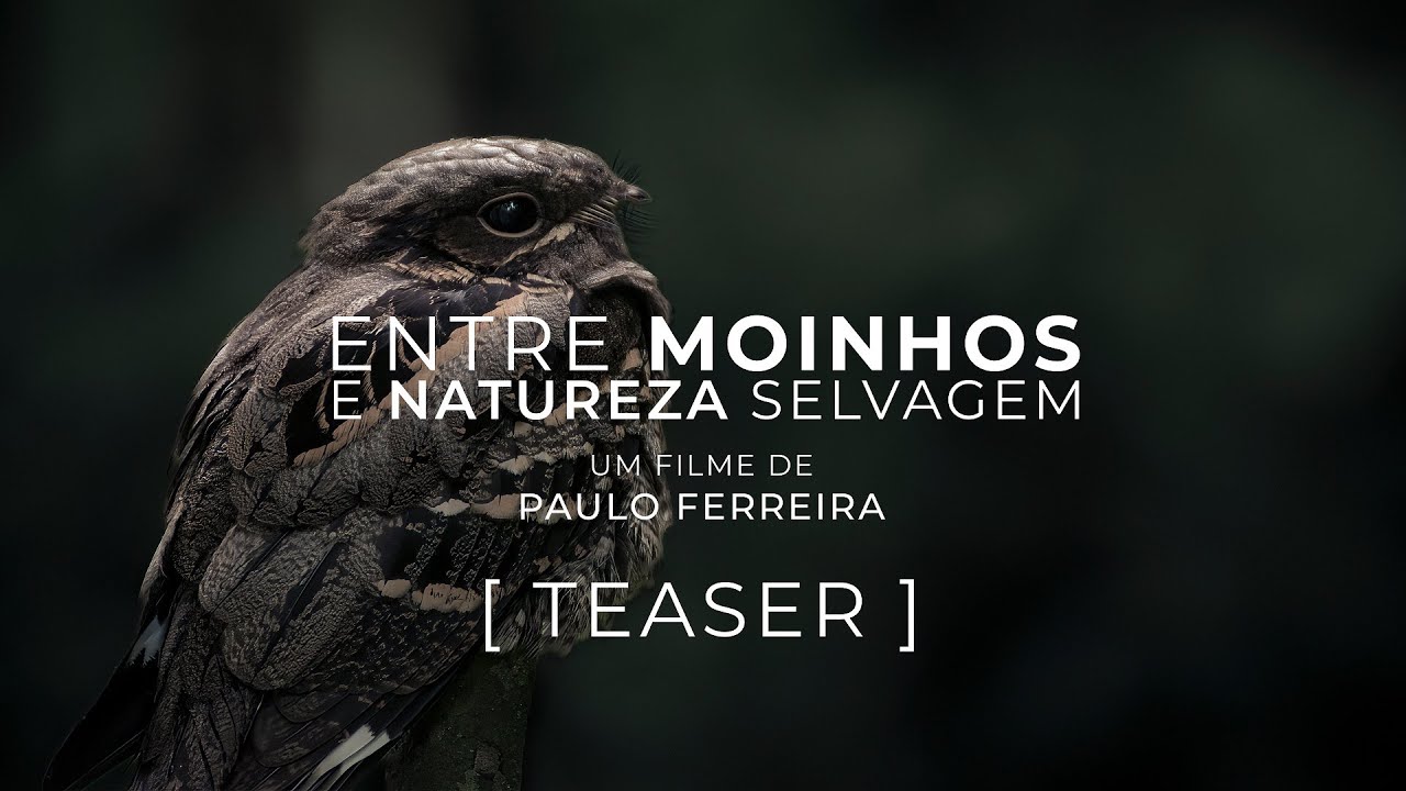Teaser - Entre Moinhos e Natureza Selvagem