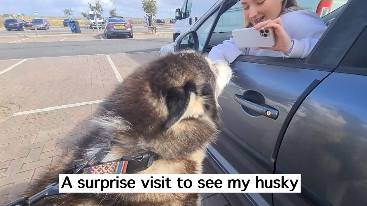 I took a trip and SURPRISED my HUSKY