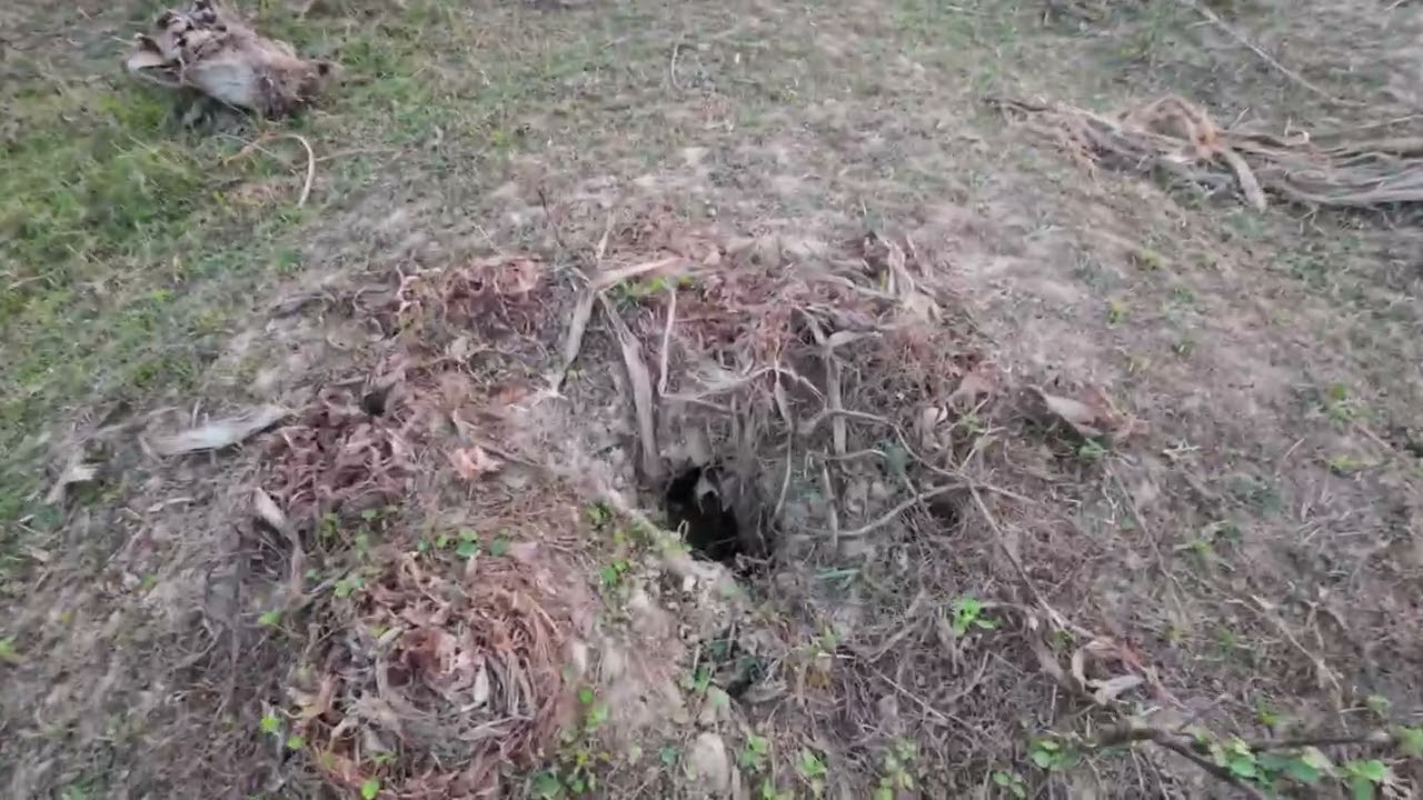 আত্মা সবুজ চায় আর আমরা কংক্রিট চাই