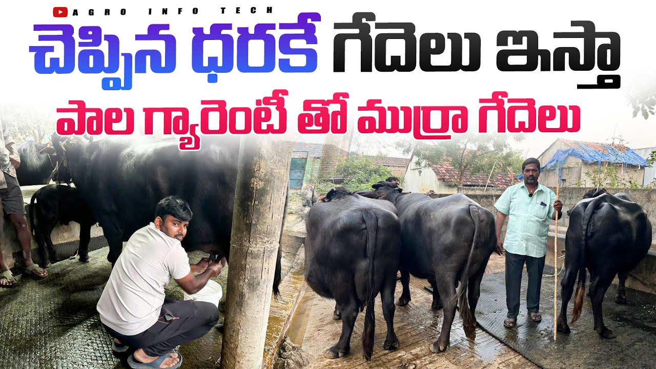 పాల గ్యారెంటీ తో ముర్రా గేదెలు , చెప్పిన ధరకే గేదెలు ఇస్తా. || Murrah Buffalo Price in Andhra Market
