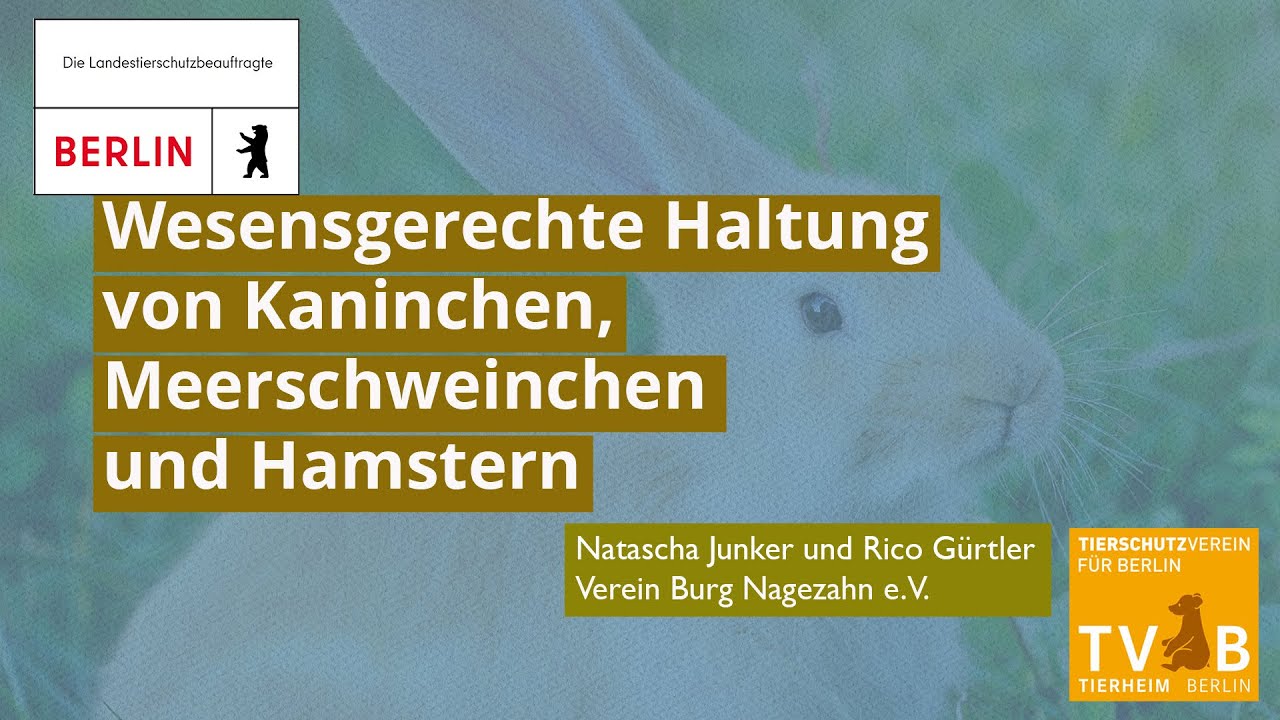 Berliner Heimtierrunde über wesensgerechte Haltung von Kaninchen, Meerschweinchen und Hamstern