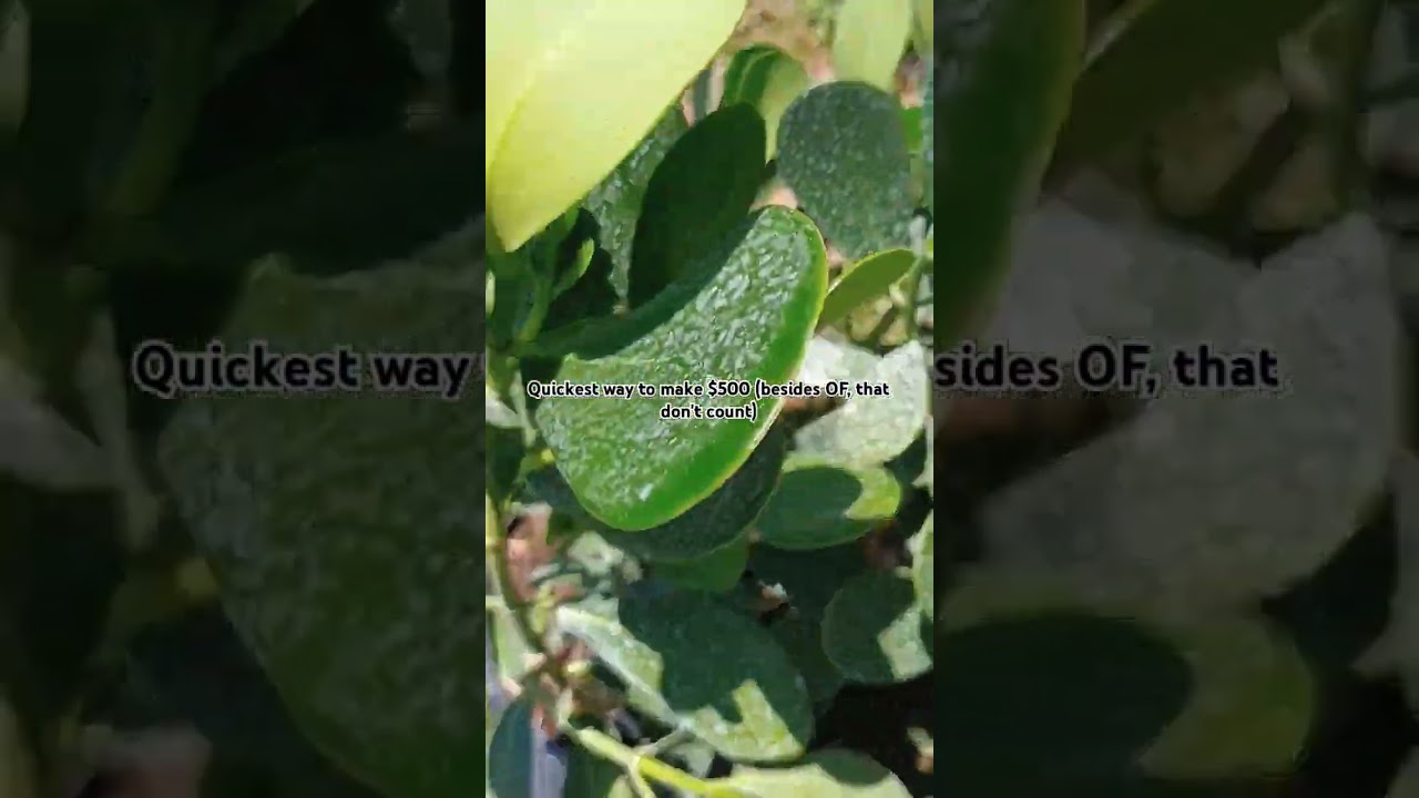 Clusia Hedge Install 7gal #southflorida #browardcounty #clusia #landscape #yardwork