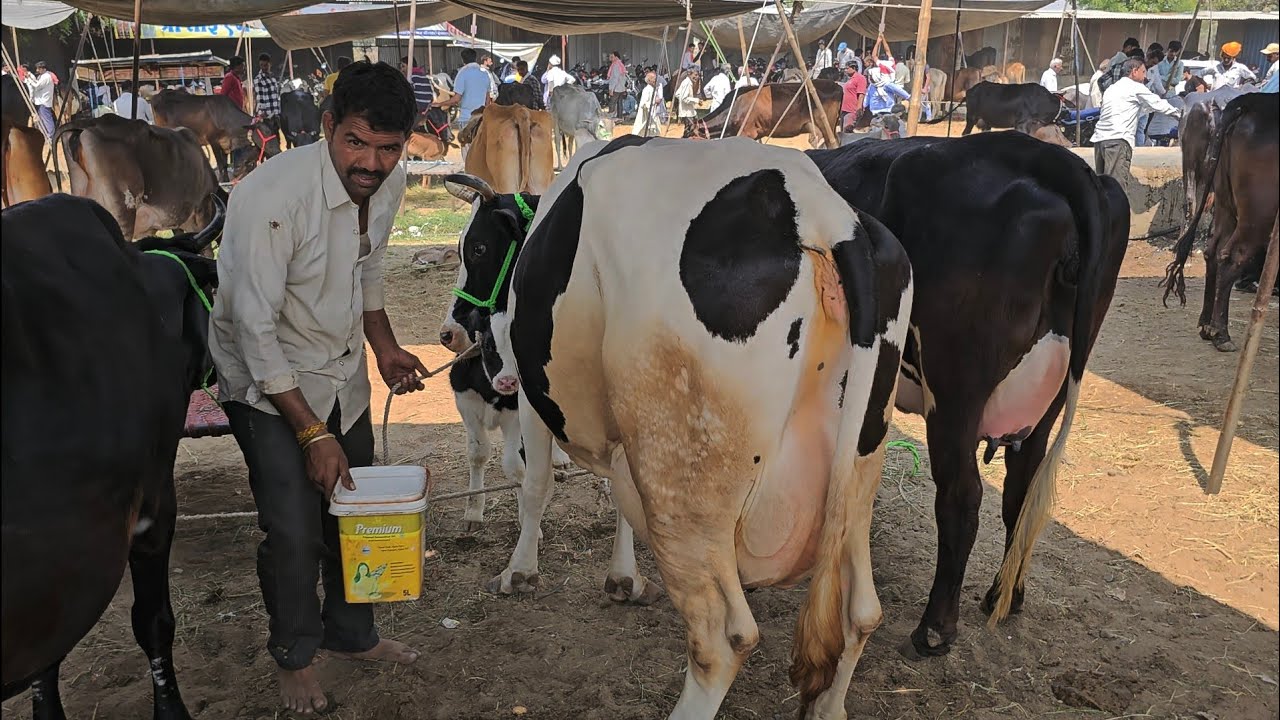 22 लीटर 😳 दूध देने वाली गाय की कीमत #देपालपुर_पशु_मंडी इंदौर मध्य प्रदेश #cow_mandi Narendraprajapat