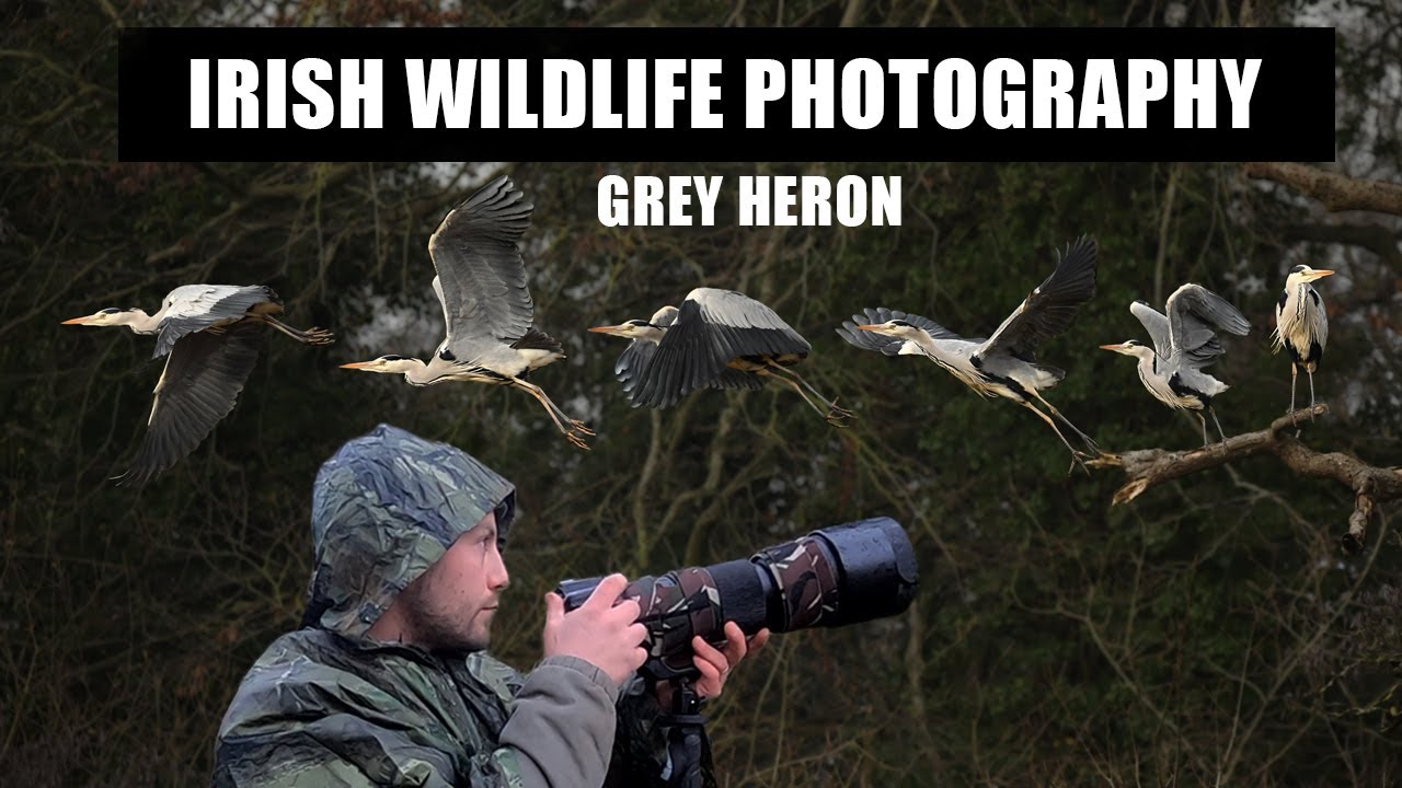 Grey Heron - Irish Wildlife Photography