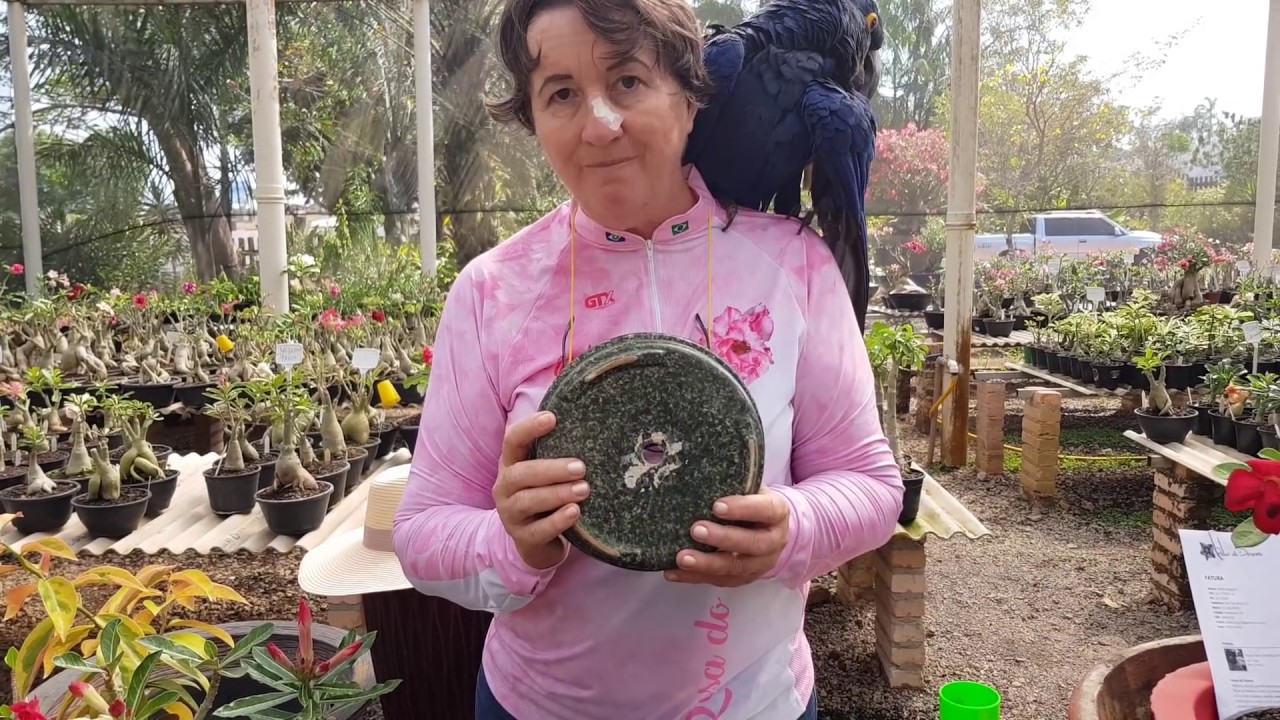 As três leis fundamentais de cultivo de Rosa do Deserto