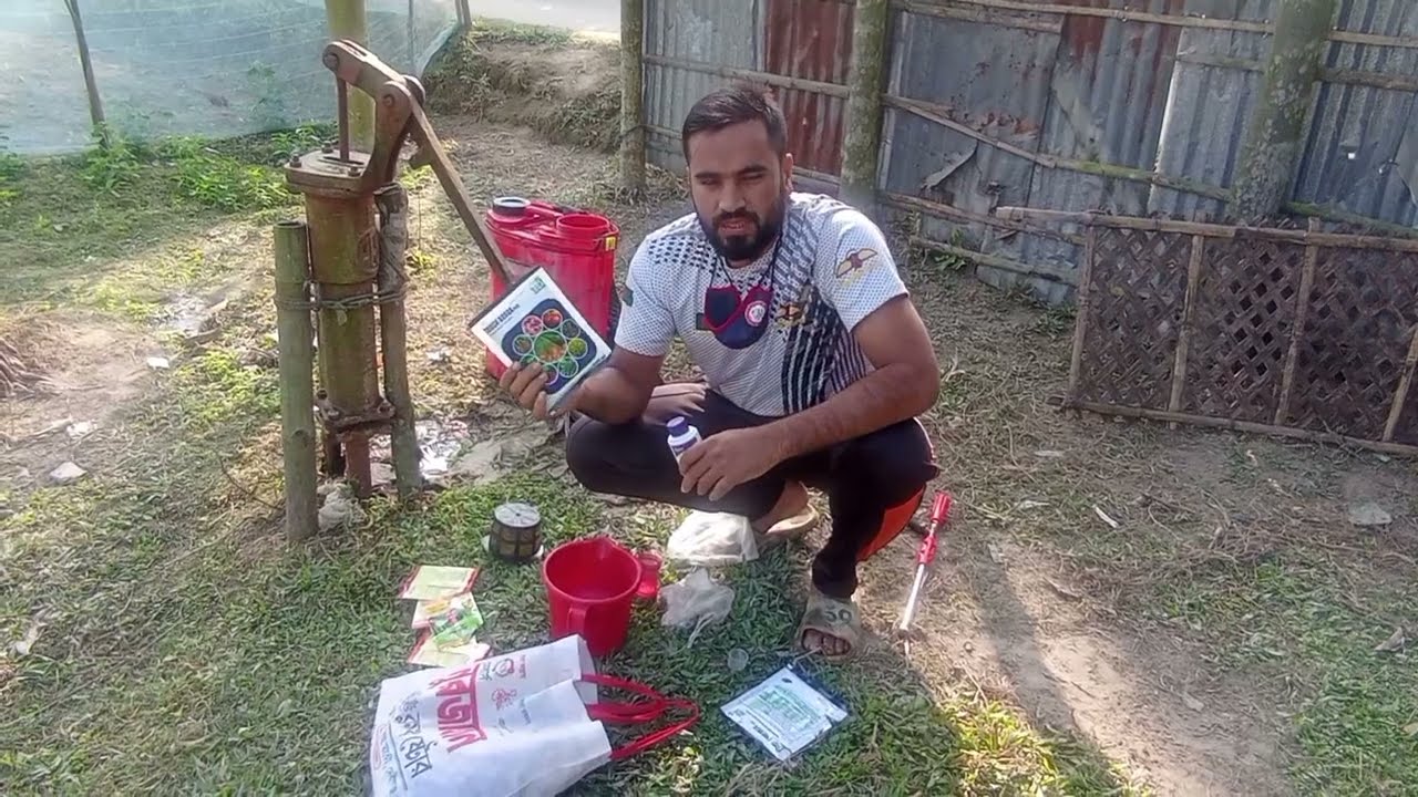 লটকন গাছে প্রচুর ফুল ও ফল নিয়ে আসতে কি কি ভিটামিন ও পিজিআর স্প্রে করতে হবে 