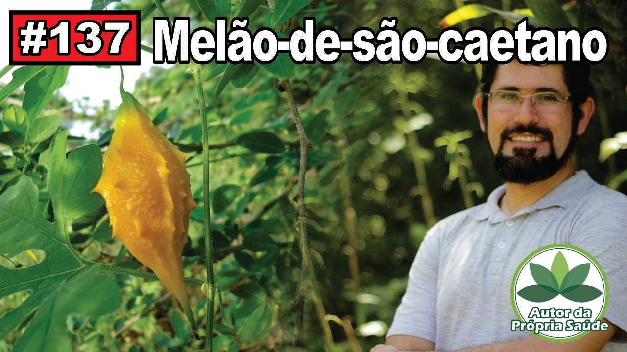 Autor da Própria Saúde - Melão-de-são-caetano - câncer, diabetes, HIV, gastrite