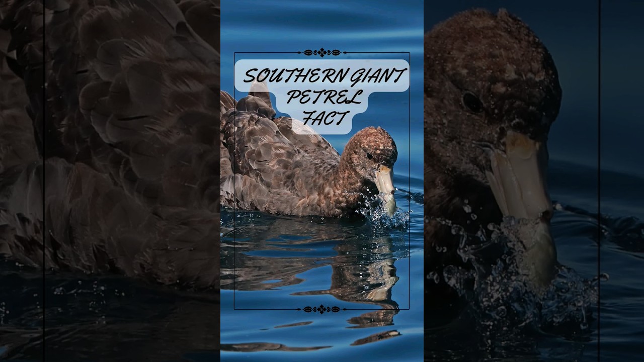 Wings of the Southern Giants: Unveiling the Southern Giant Petrel