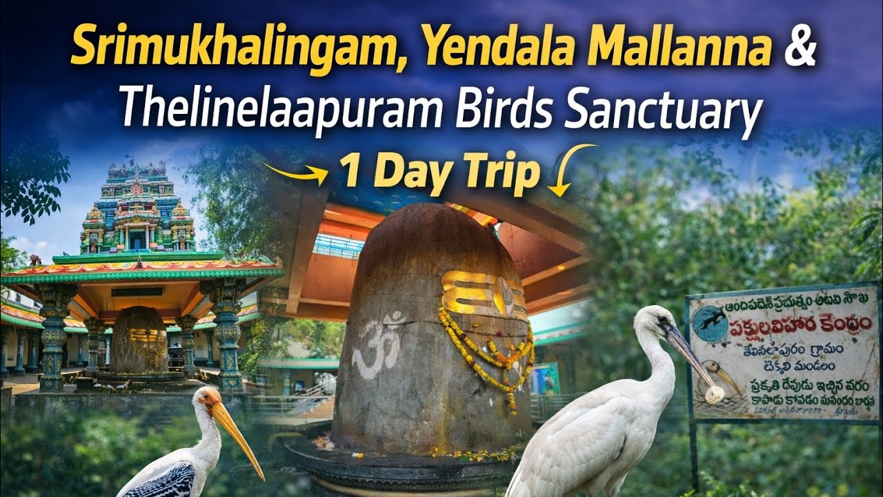 Srimukhalingam | yendala mallanna | thelinelaapuram birds sanctuary #tourism  #andhrapradesh