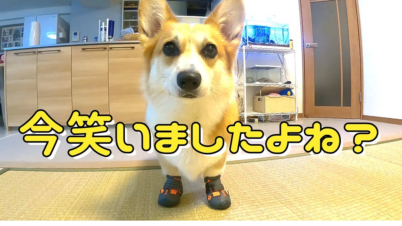 生まれて初めて靴を履いたコーギーの動きを見ても笑わないでください