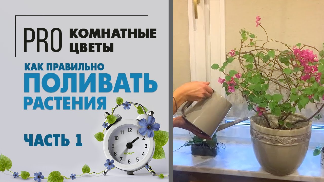 Как правильно поливать растения. Видео про полив: умеренный, обильный - что это означает?