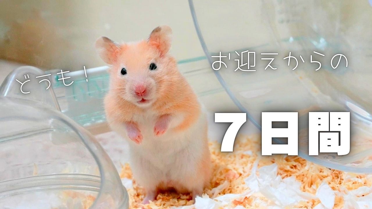 ハムスターお迎えから７日間でこんなに慣れましたｗ
