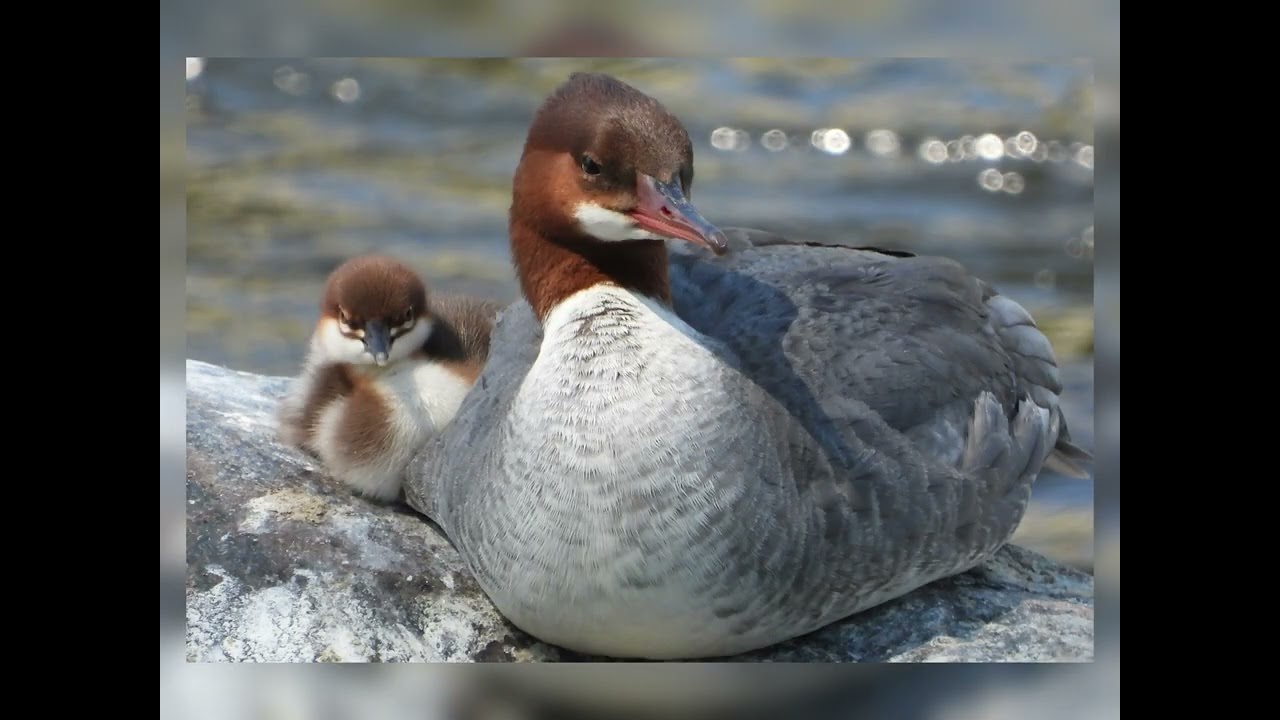 Common Merganser Family and Ducklings