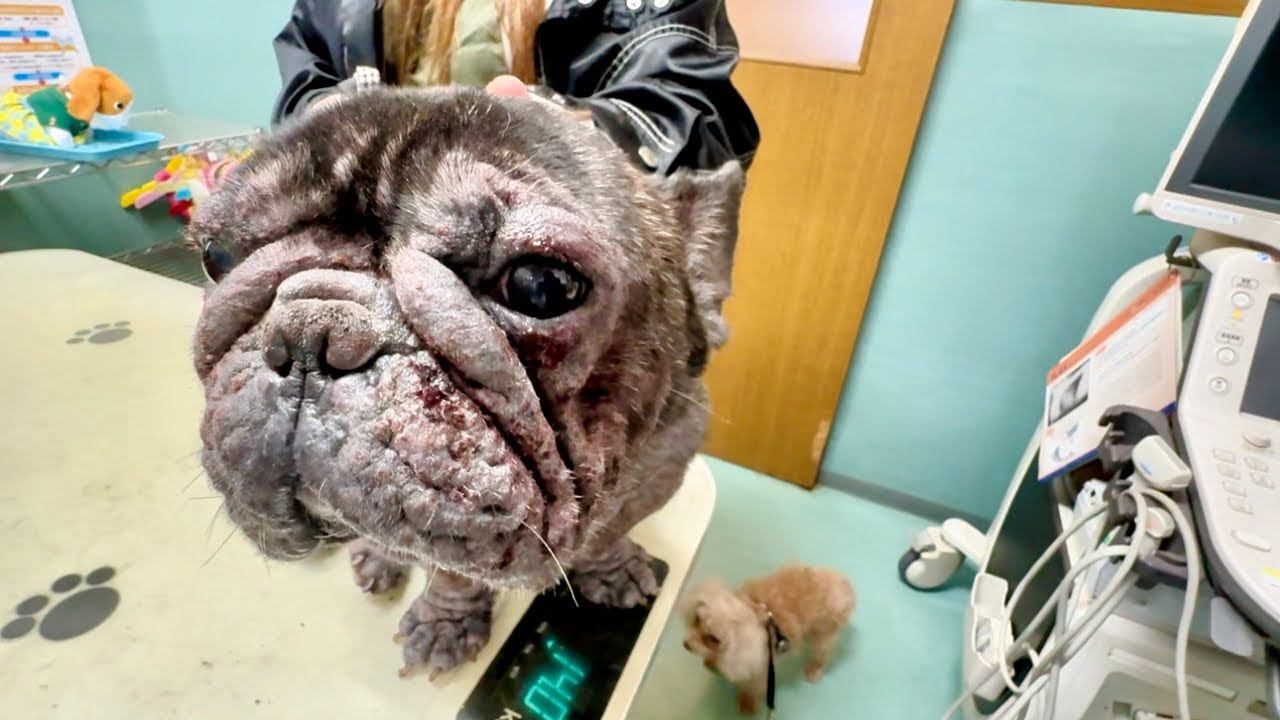 保護犬たちを動物病院に連れて行ったけどかなりヒドイ状態です