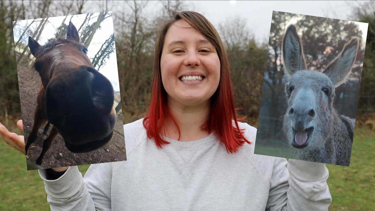 TEST D'INTELLIGENCE : Cheval VS Âne ! 🧠
